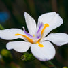 African Iris Plant