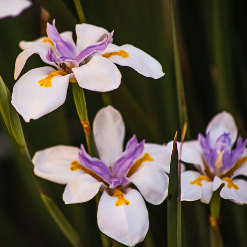 African Iris Plant