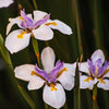 African Iris Plant