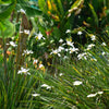 African Iris Plant