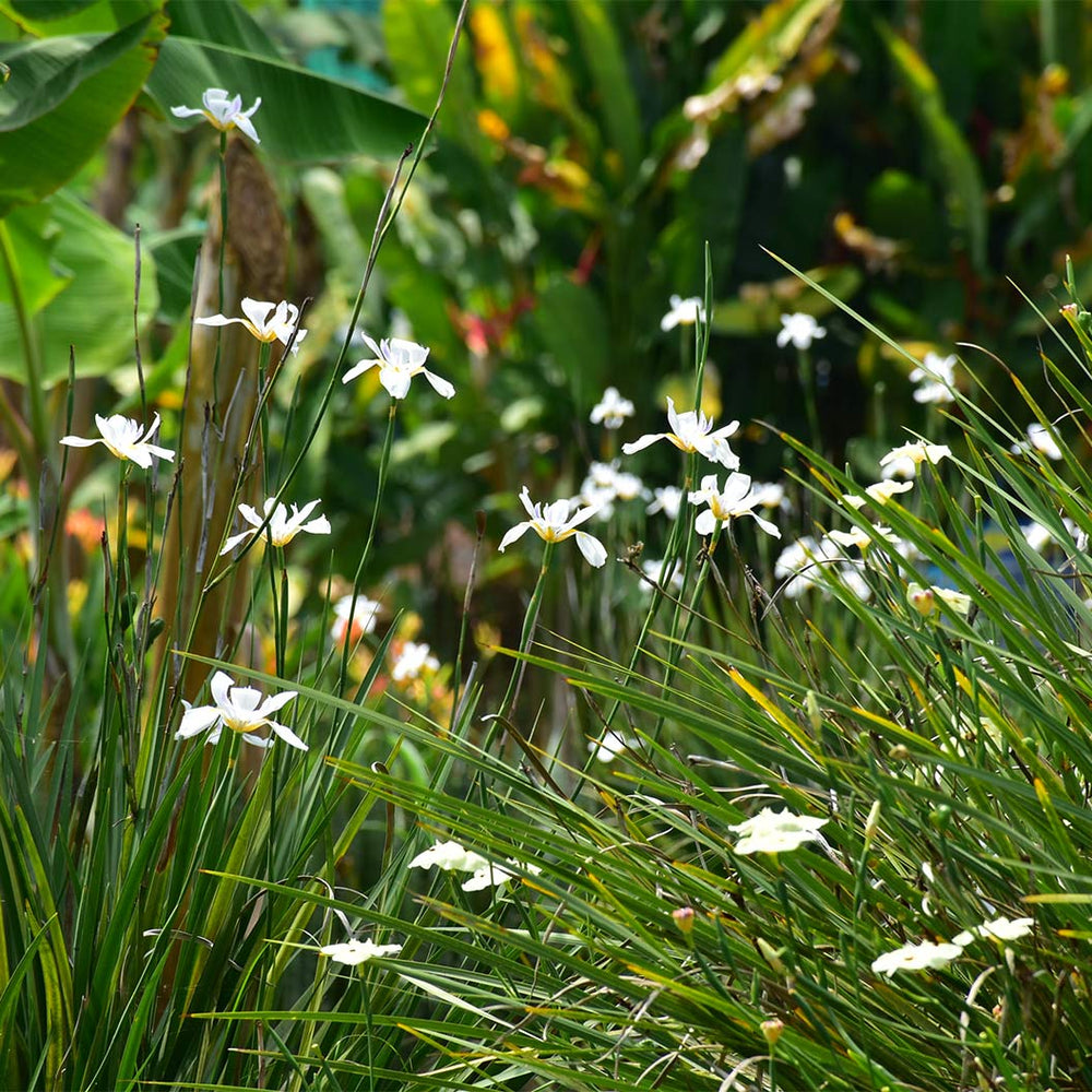 African Iris Plant
