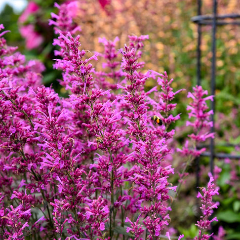 Meant to Bee® Royal Raspberry Agastache Plant
