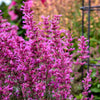 Meant to Bee® Royal Raspberry Agastache Plant