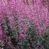 Meant to Bee® Royal Raspberry Agastache Plant