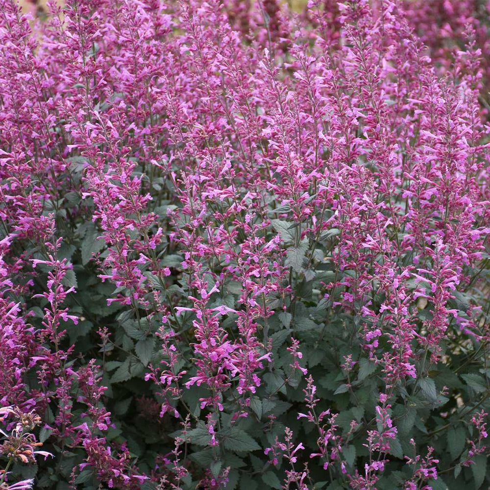 Meant to Bee® Royal Raspberry Agastache Plant
