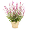 Meant to Bee® Royal Raspberry Agastache Plant