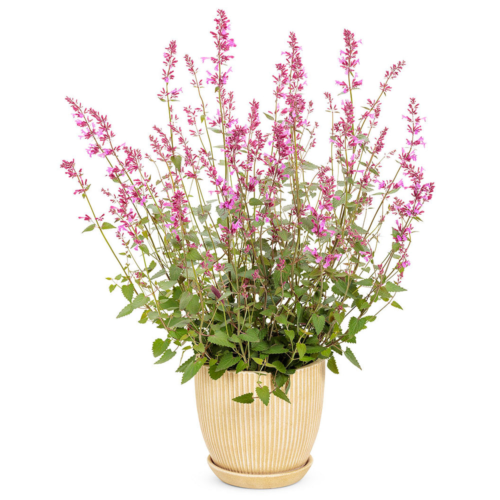 Meant to Bee® Royal Raspberry Agastache Plant