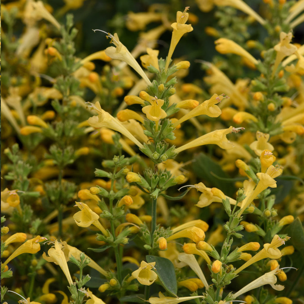 Summerlong™ Lemon Agastache Plant