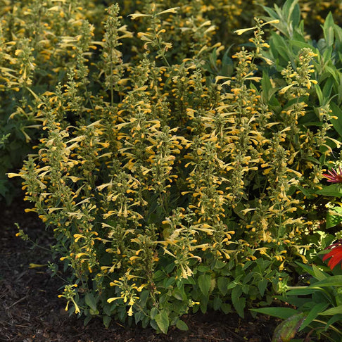 Summerlong™ Lemon Agastache Plant