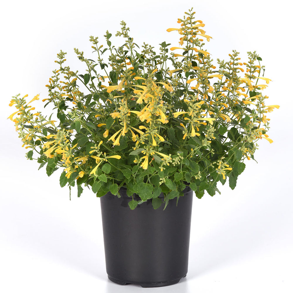 Summerlong™ Lemon Agastache Plant