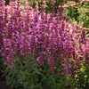 Summerlong™ Magenta Agastache Plant