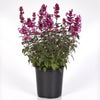 Summerlong™ Magenta Agastache Plant