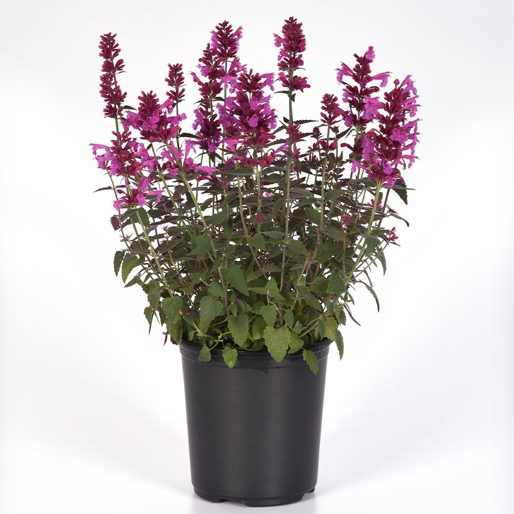 Summerlong™ Magenta Agastache Plant