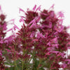 Summerlong™ Magenta Agastache Plant