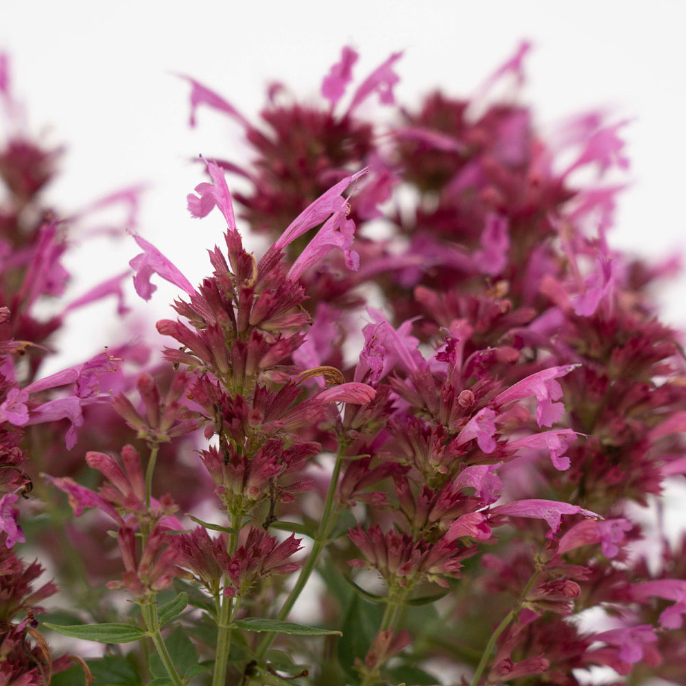 Summerlong™ Magenta Agastache Plant
