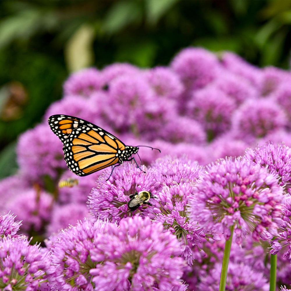 Proven Winners® Serendipity Allium Plant