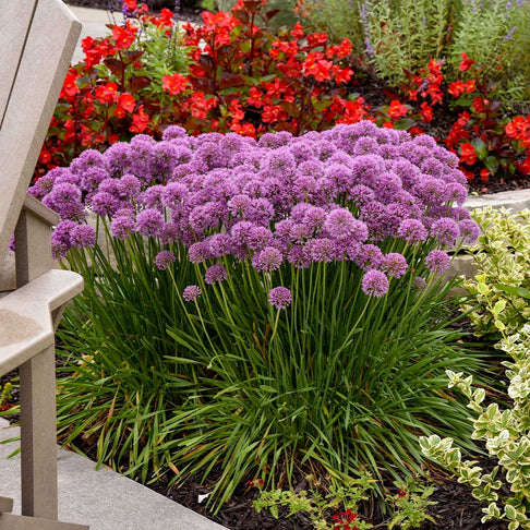 Proven Winners® Serendipity Allium Plant