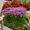Proven Winners® Serendipity Allium Plant
