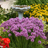 Proven Winners® Serendipity Allium Plant