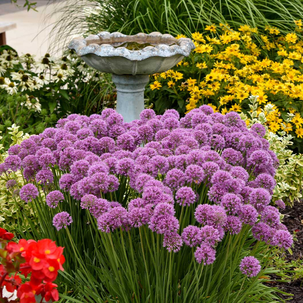 Proven Winners® Serendipity Allium Plant