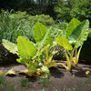 Lutea Alocasia Plant