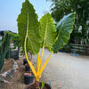 Lutea Alocasia Plant