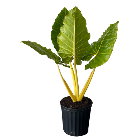 Lutea Alocasia Plant