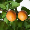 Katy Apricot Tree