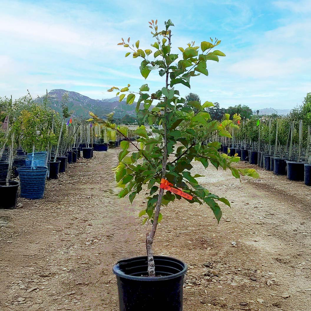 Katy Apricot Tree