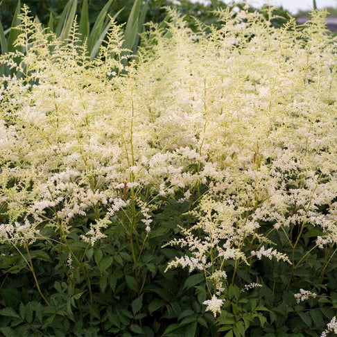 Bridal Veil® Astilbe Plant