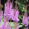 Purple Candles Astilbe Plant