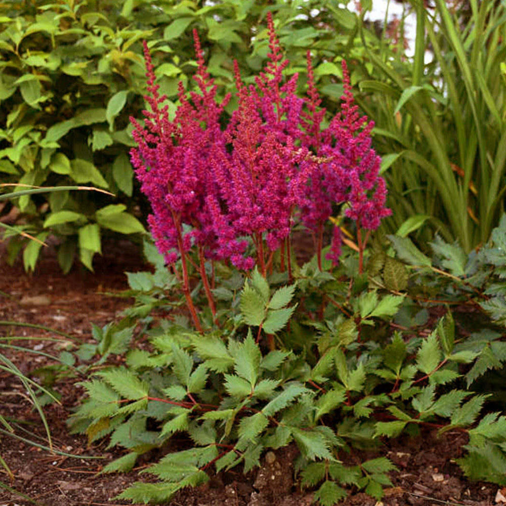 Visions in Red Astilbe Plant