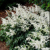 Vision in White Astilbe Plant