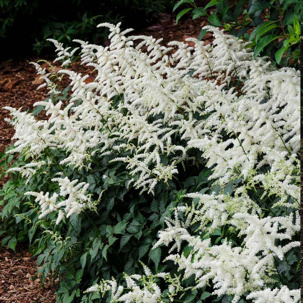 Vision in White Astilbe Plant