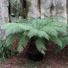 Australian Tree Fern Plant