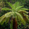Australian Tree Fern Plant