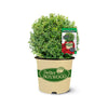 Better Boxwood® Babylon Beauty™ Shrub
