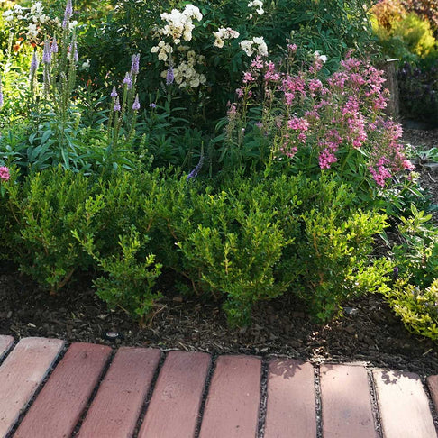 Better Boxwood® Babylon Beauty™ Shrub