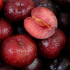 Beauty Japanese Plum Tree