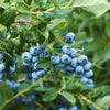 Becki Blue Rabbiteye Blueberry Bush