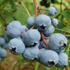 Becki Blue Rabbiteye Blueberry Bush