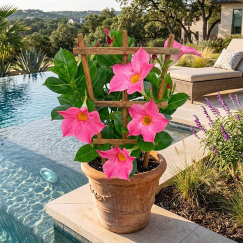 Bella Pink Mandevilla Vine
