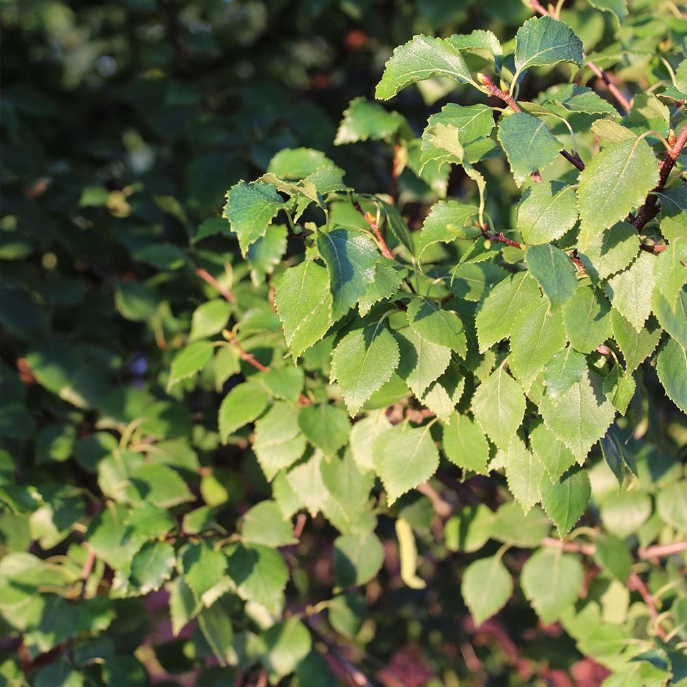 Magical® Globe Birch Tree