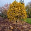 Magical® Globe Birch Tree