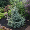 Variegated Black Hills Spruce Tree