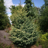 Variegated Black Hills Spruce Tree