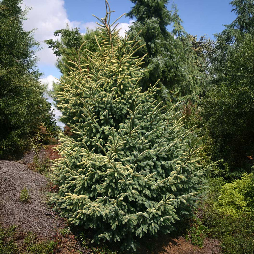 Variegated Black Hills Spruce Tree