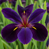 Black Gamecock Louisiana Iris Plant