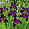 Black Gamecock Louisiana Iris Plant