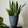 Bloem Arbor Indoor Metal Planter in Black